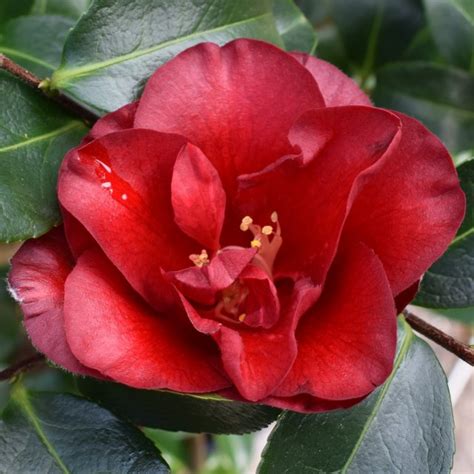 The captivating allure of Black Magic Camellia japonica revealed
